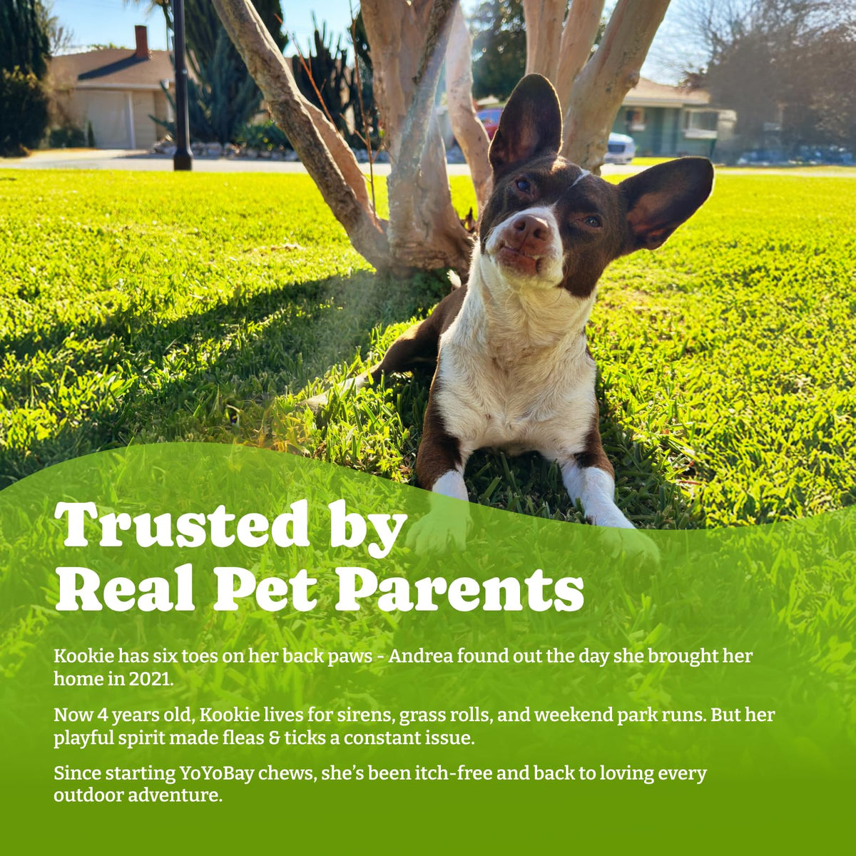 Flea & Tick Prevention for Dogs Chewables L299