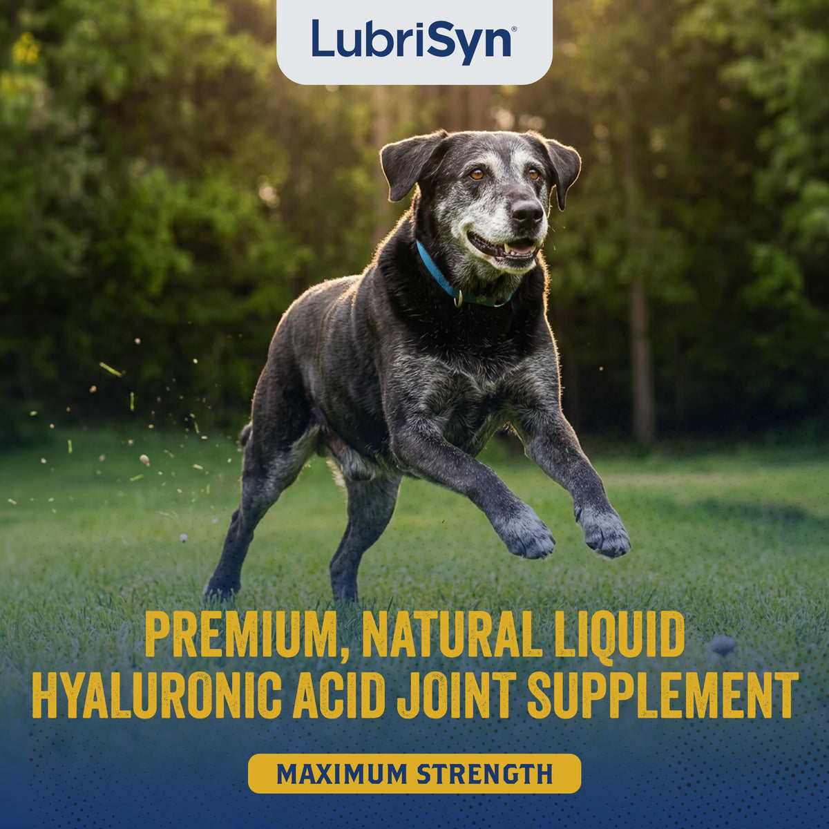 Hyaluronic Acid Hip & Joint Supplement for Dogs & Cats, 16 oz L5201