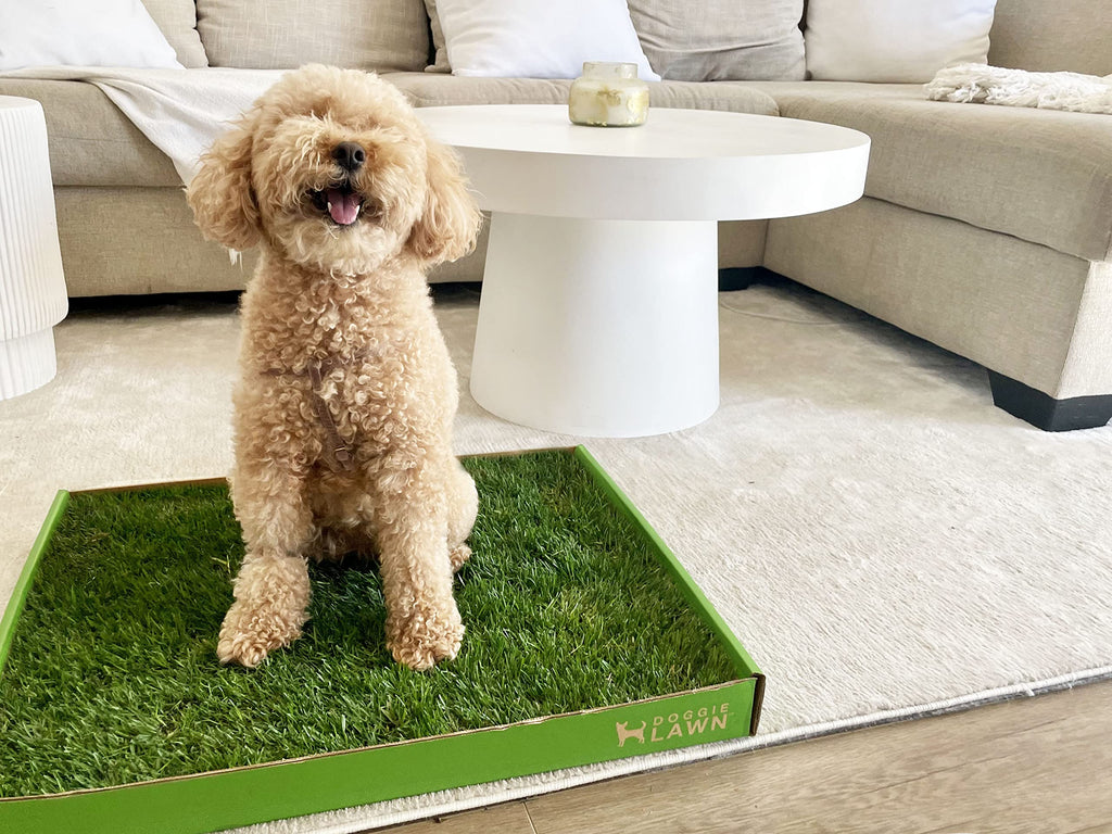 Real Grass Dog Pee Pads Medium 24x20 I4742