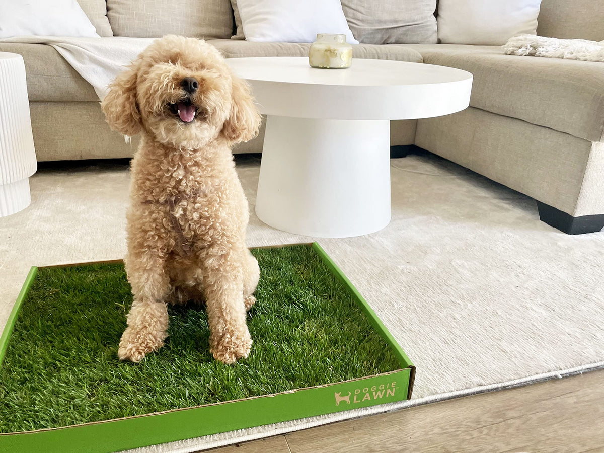 Real Grass Dog Pee Pads Medium 24x20 I4742